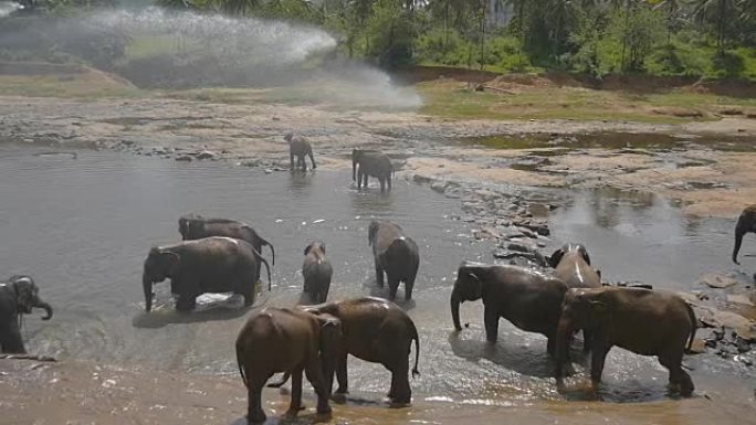 牧群大象沐浴在河流、湖泊中。慢动作