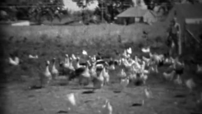 1934: 男子在农村环境中喂养一大群农场鸟类。