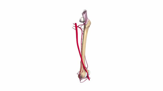 带韧带和动脉的股骨
