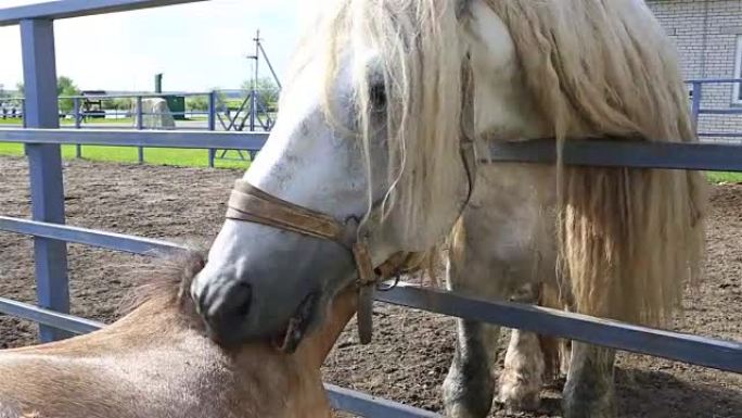 Percheron horse和设得兰群岛小马相爱