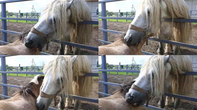 Percheron horse和设得兰群岛小马相爱