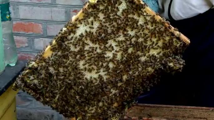 蜂巢中的一群蜜蜂。摇摆蜂蜜前的准备工作
