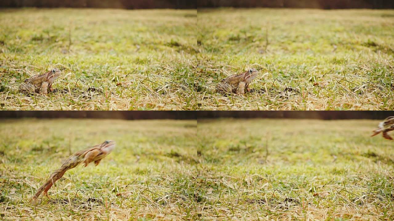 一只青蛙在春草中跳跃，慢动作