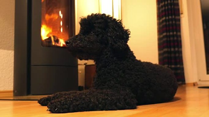 狗躺在壁炉前
