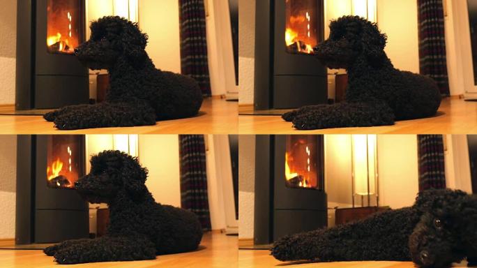 狗躺在壁炉前