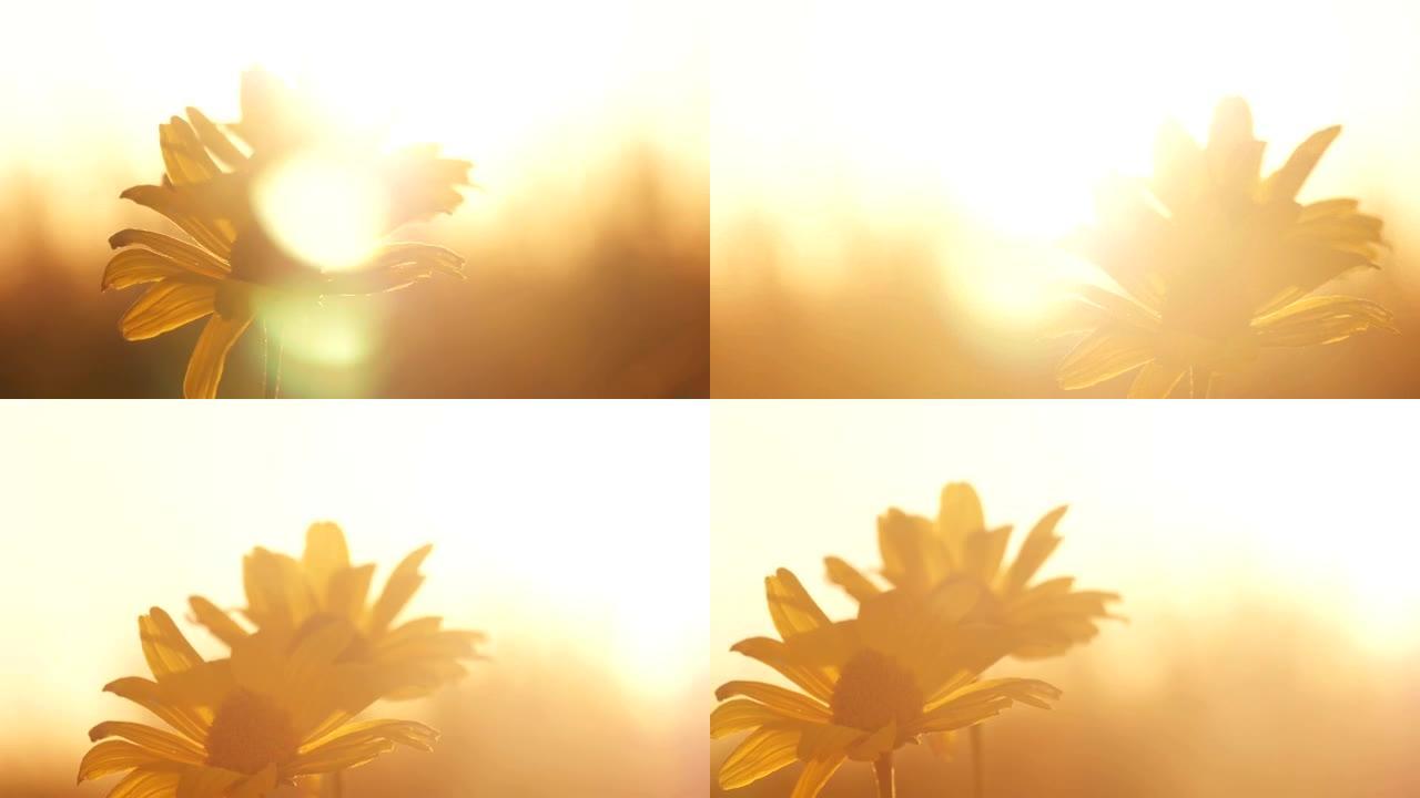日落时分田野里的黄花