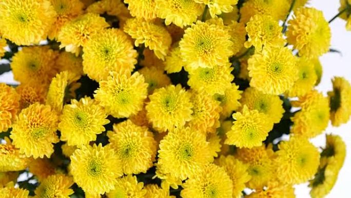 特写，从上面看，鲜花，花束，白色背景上的旋转，花卉组成由黄色菊花桑蒂尼组成