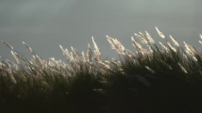 日落和clody天空上的芦苇