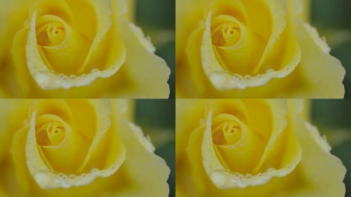 单黄玫瑰在雨中荡秋千特写