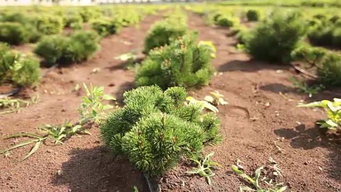 种植植物全景，总体规划，花园中心，浇灌植物，种植幼苗