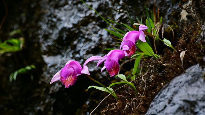 珍稀重点保护植物独蒜兰开花野生兰花