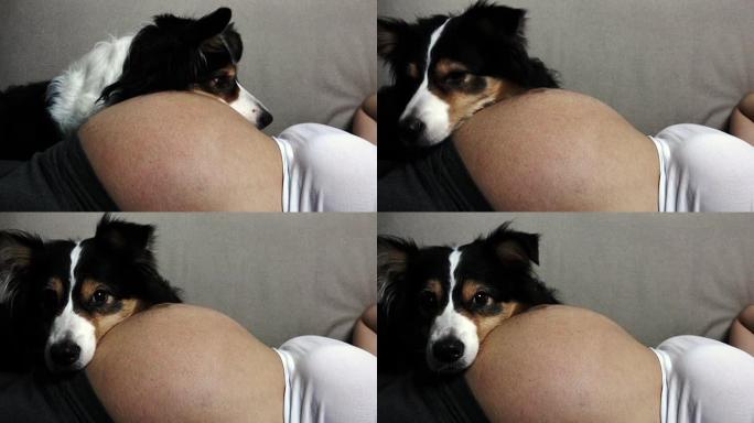 狗与孕妇互动。