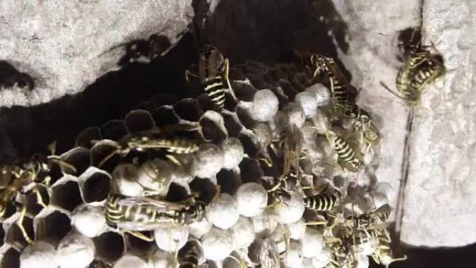 许多带有黑色和黄色条纹的黄蜂在蜂窝特写上爬行