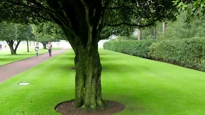 诺曼底美国人公墓内发现的大树