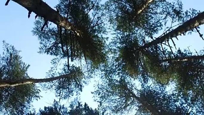 在蓝天下，松树林中树木的头晕目眩