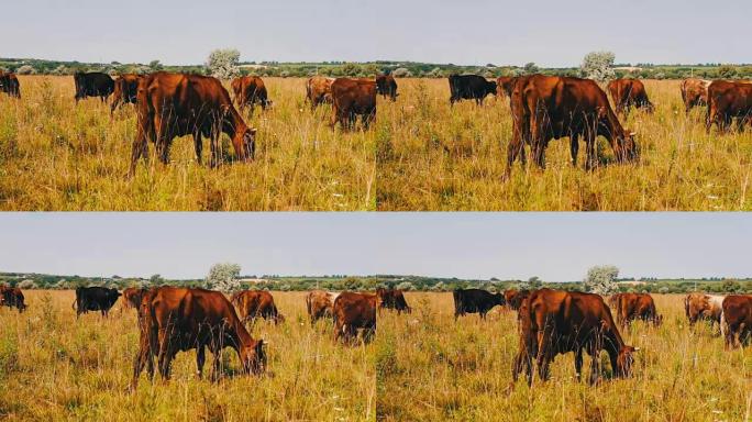牧场放牧的农场牛。在田间放牧。奶牛吃草。奶牛吃草。