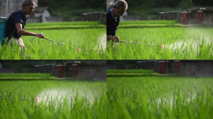 农民打农药农作物水稻粮食生长害虫逛飞