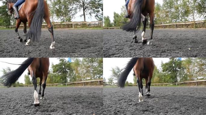 马脚在沙滩上行走。在农场的马内格 (manege) 潮湿的泥泞地面上的腿特写。跟随种马。关闭慢动作