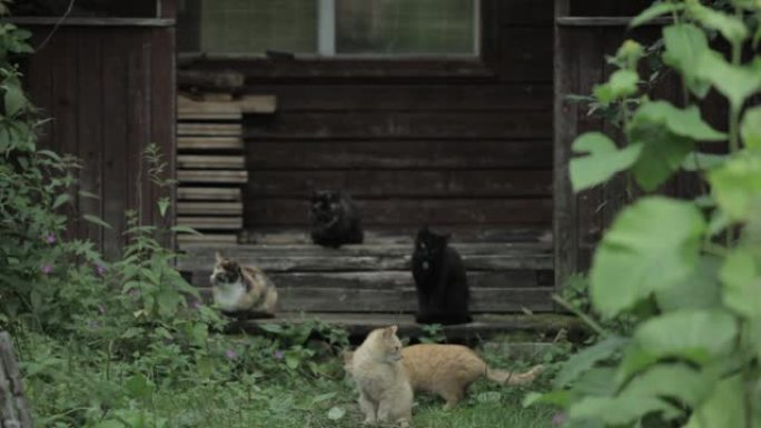 猫，六只户外饥饿的猫