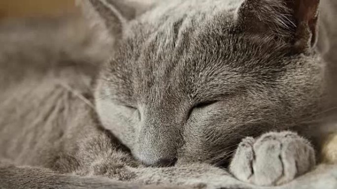 昏昏欲睡的俄罗斯蓝猫，特写，手持相机