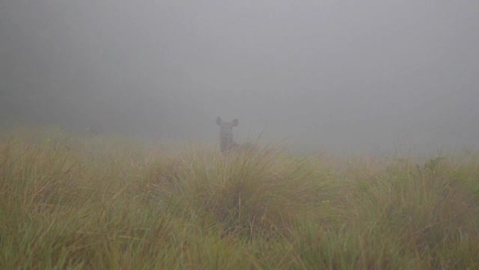 斯里兰卡霍顿平原NP雾中的驼鹿或麋鹿