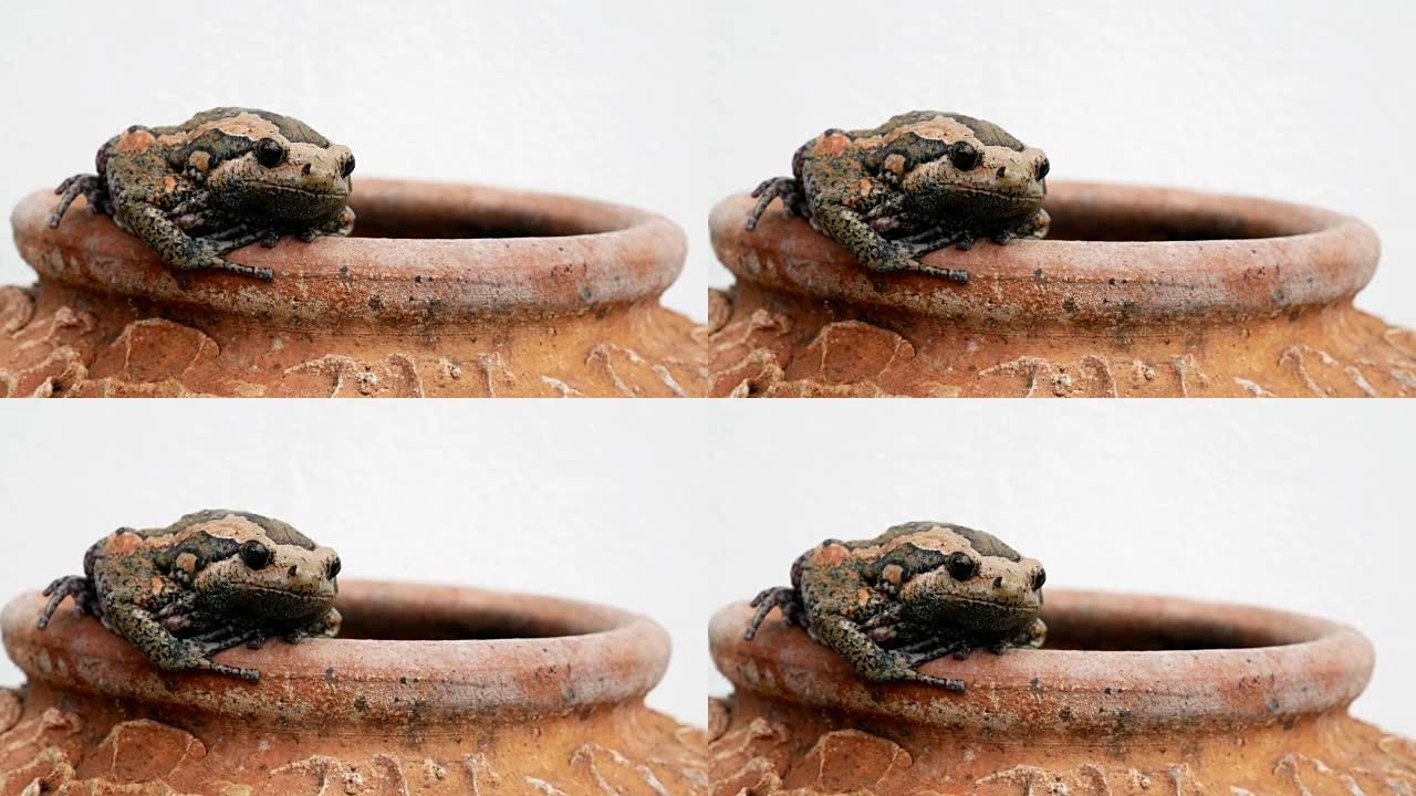 白底烤粘土陶器花瓶上的牛蛙