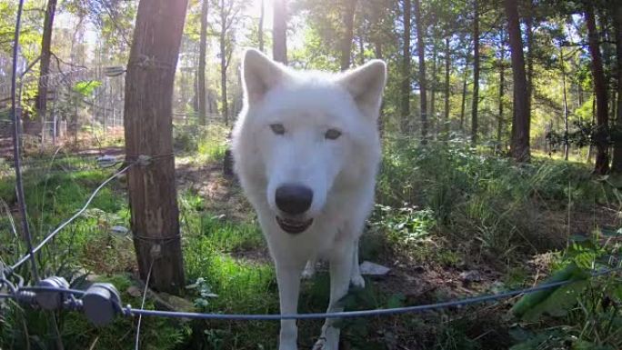 犬狼疮arctos，北极狼，北极狼，白色，肖像，面对面，野生公园，4K