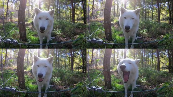 犬狼疮arctos，北极狼，北极狼，白色，肖像，面对面，野生公园，4K