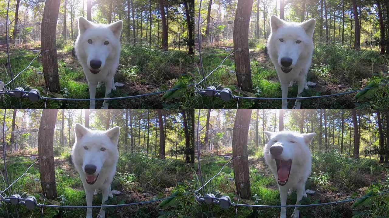 犬狼疮arctos，北极狼，北极狼，白色，肖像，面对面，野生公园，4K