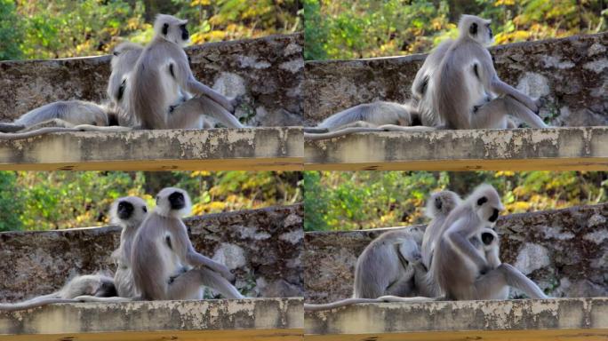 猴子印度城市的叶猴