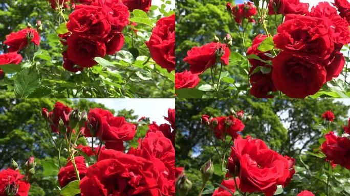 漂亮的鲜红玫瑰在花园里盛开