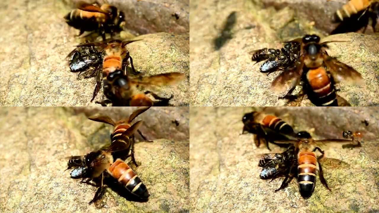 蜜蜂在地上。