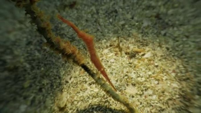鞭子珊瑚上的Tozeuma虾