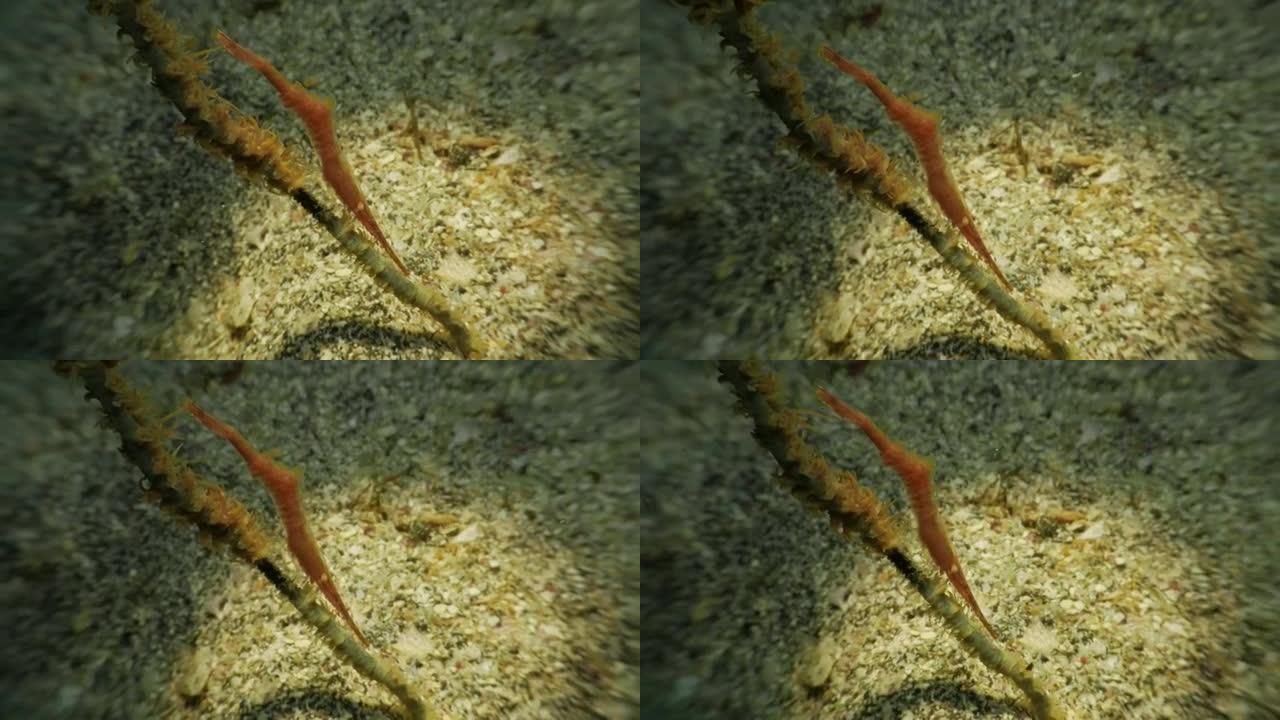 鞭子珊瑚上的Tozeuma虾