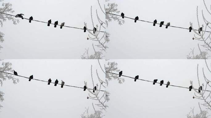 冬日天空上电线上的鸟