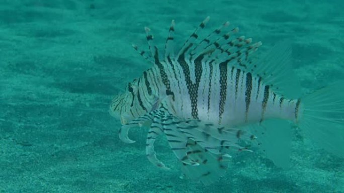 海底沙的月神狮子鱼