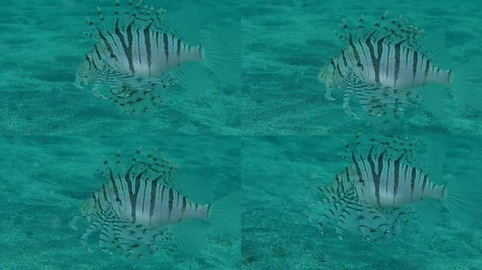 海底沙的月神狮子鱼