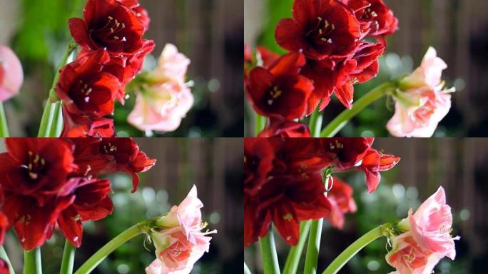 特写镜头，花束在光线中，旋转，由孤挺花白色，粉红色，法拉利组成。背景是很多绿色植物