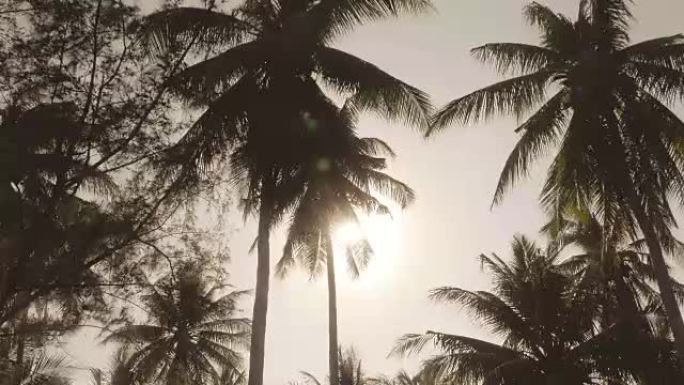 日出海滩的椰子树剪影