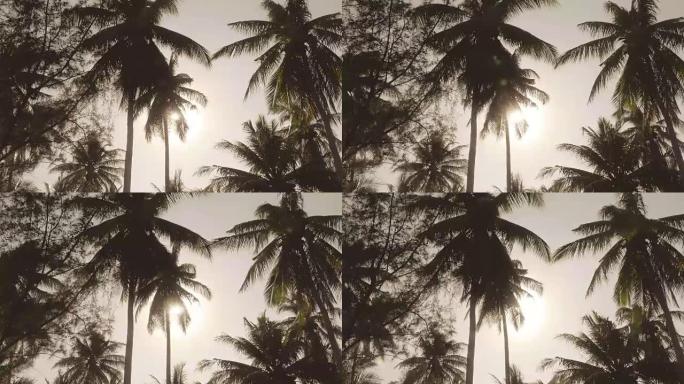 日出海滩的椰子树剪影
