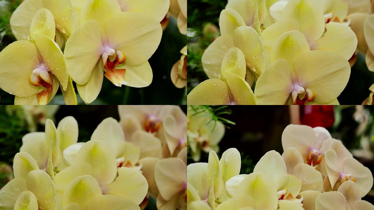 宏观视频中的两朵黄色兰花。