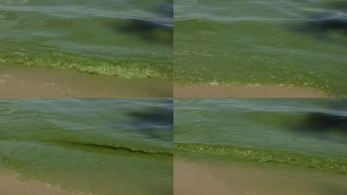 海在开花的过程中。绿藻