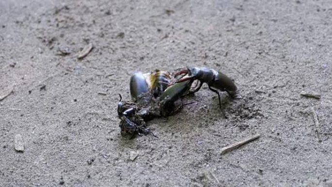 鹿甲虫鹿沿着地面推一只被压碎的死甲虫