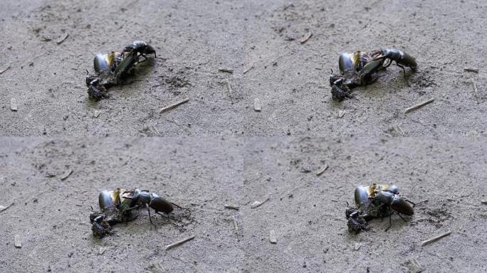 鹿甲虫鹿沿着地面推一只被压碎的死甲虫
