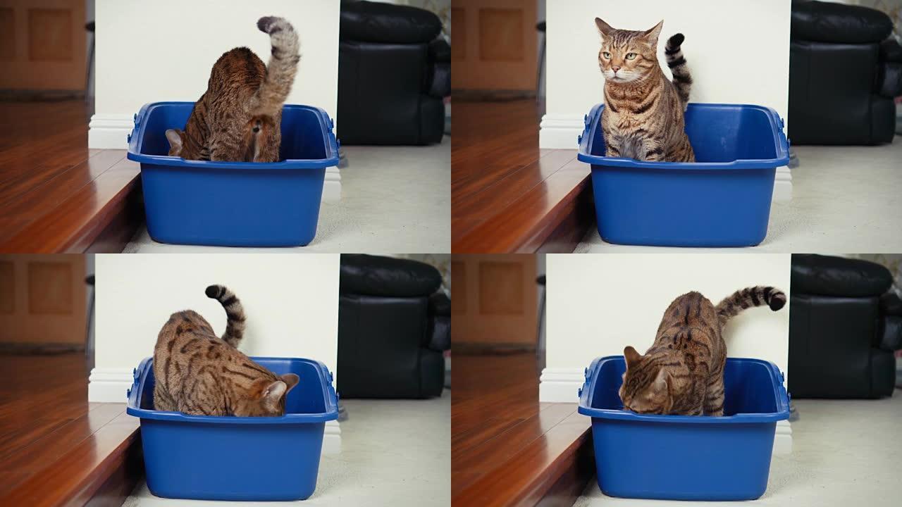 4k猫使用垃圾箱-高速库存视频