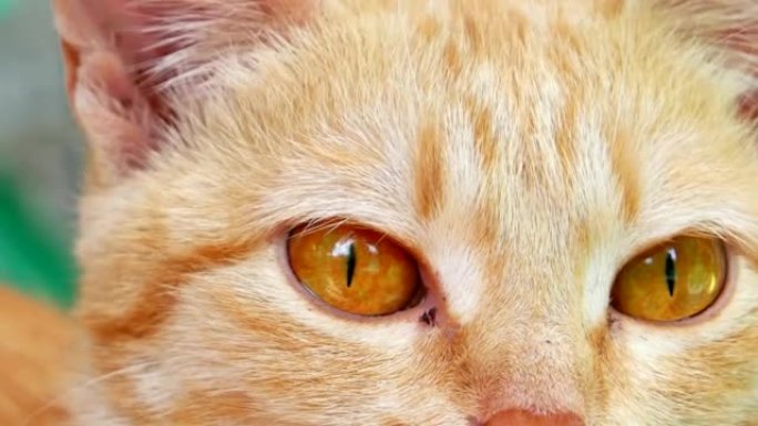 姜猫肖像。猫眼特写
