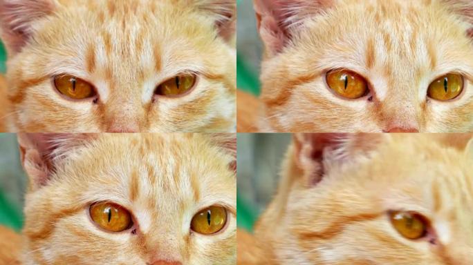 姜猫肖像。猫眼特写