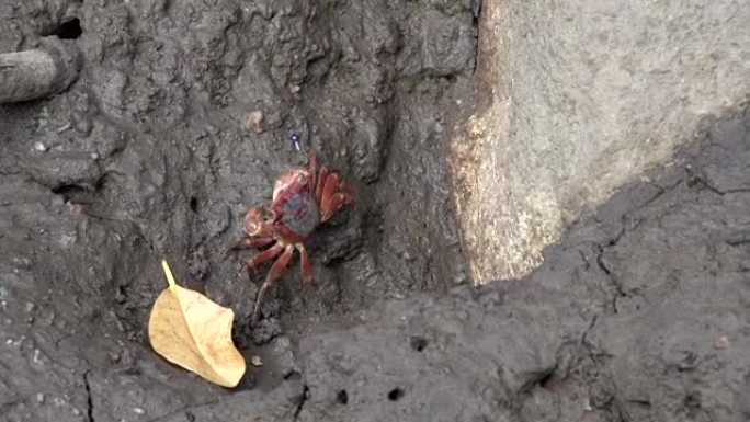 在澳大利亚昆士兰州米申海滩的泥泞和岩石上行走的小红蟹。