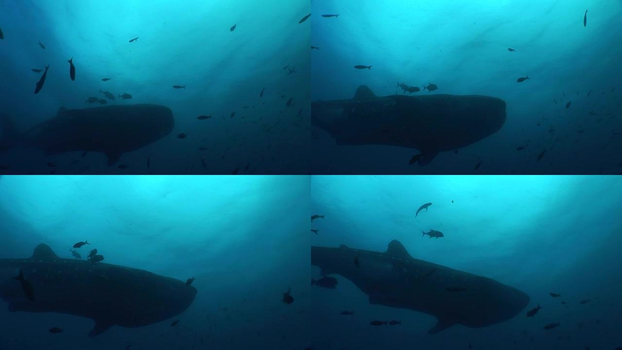 世界上最大的鲸鲨水下视频