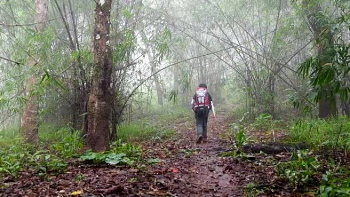 在雾森林中徒步旅行
